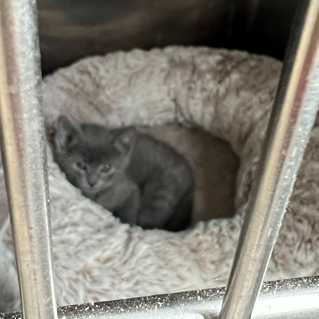 Asher, Adoptable, Kitten Male Domestic Short Hair.