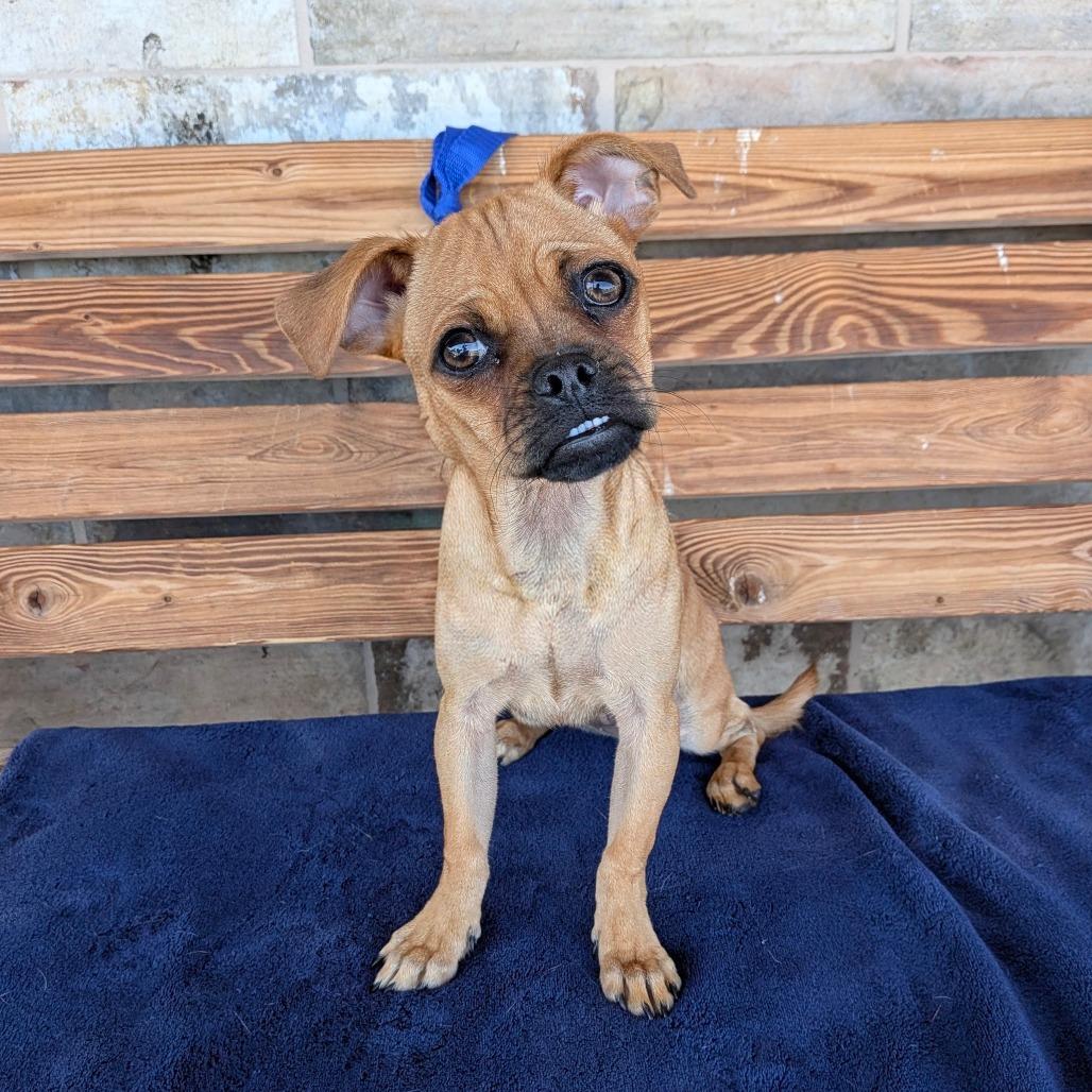 Enlarge Prayer, a Adoptable Pug in Chico, CA image 1/5