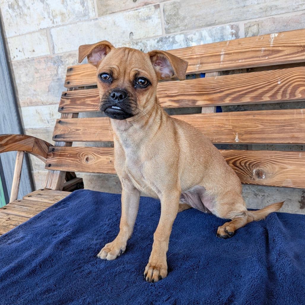 Enlarge Prayer, a Adoptable Pug in Chico, CA image 3/5