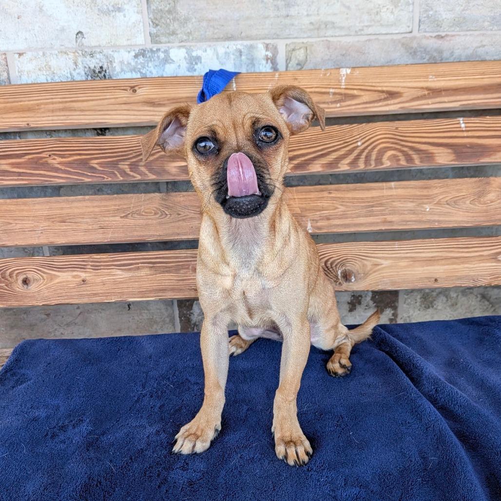 Enlarge Prayer, a Adoptable Pug in Chico, CA image 4/5
