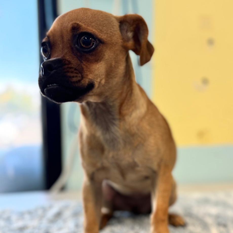 Enlarge Prayer, a Adoptable Pug in Chico, CA image 5/5