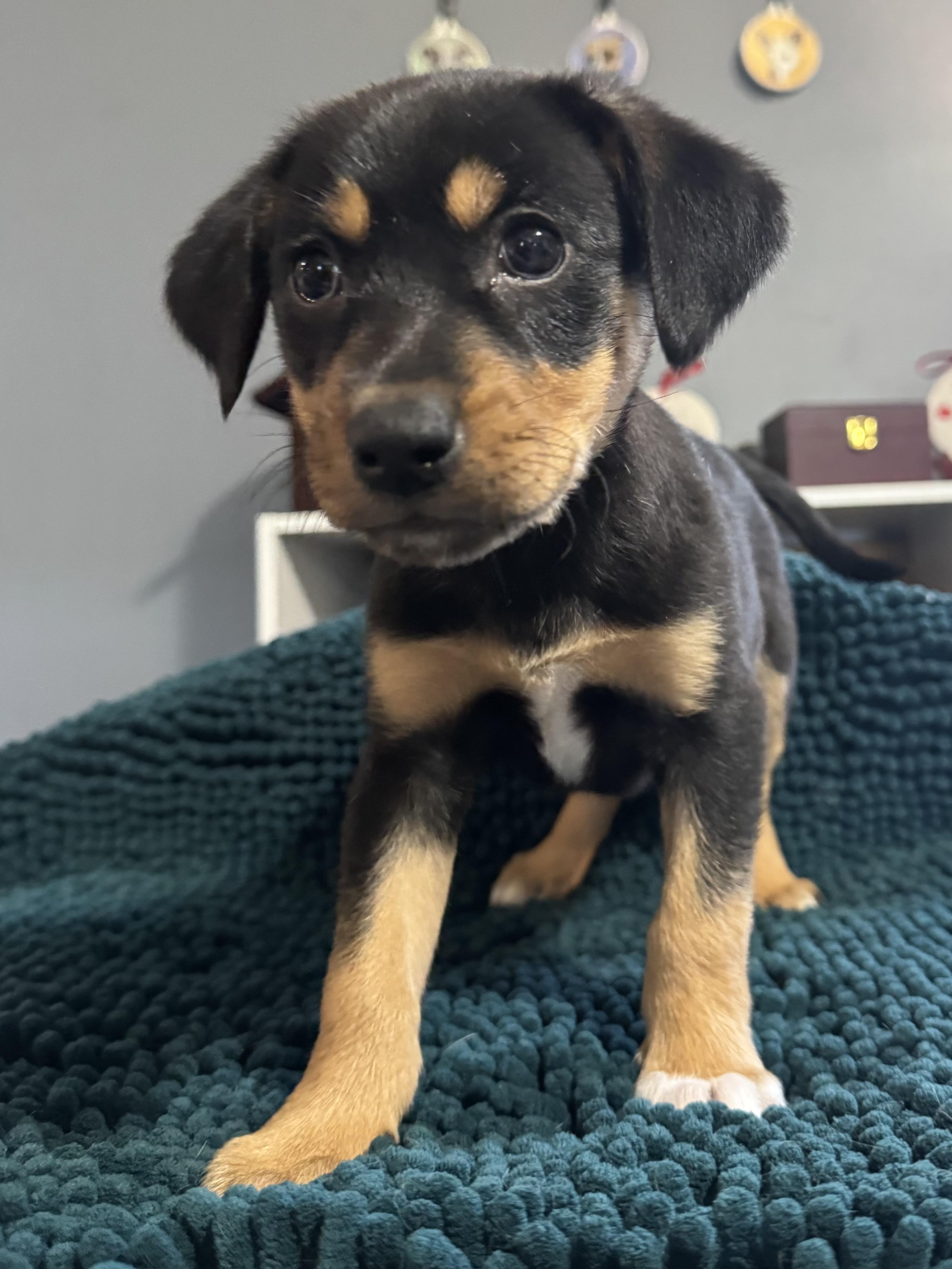 Enlarge Sophie! Happy silly girl , an adopted mixed breed in RUSSIAVILLE, IN image 2/3