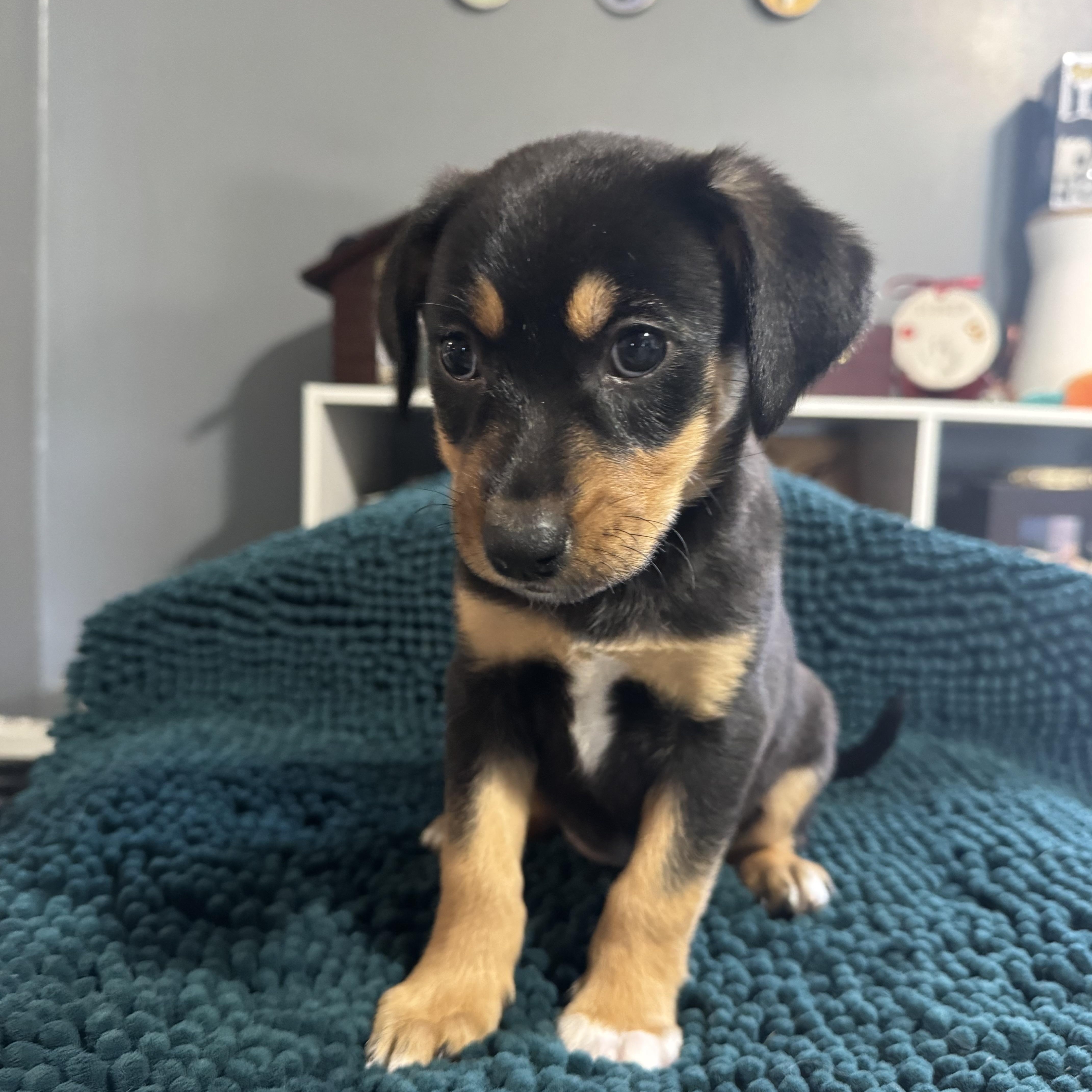 Enlarge Sophie! Happy silly girl , an adopted mixed breed in RUSSIAVILLE, IN image 3/3