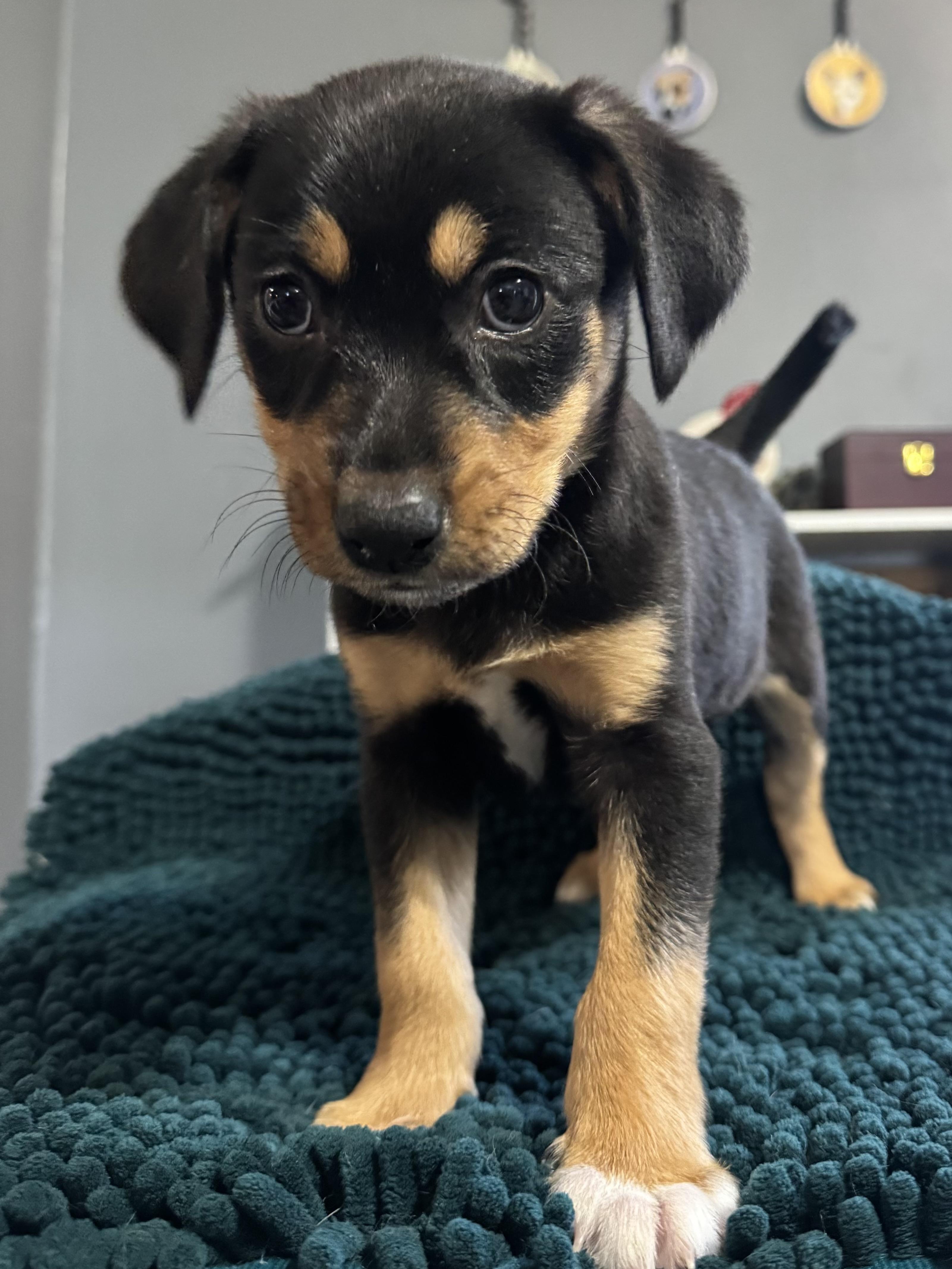 Sophie! Happy silly girl , adopted, Puppy Female Beagle & Fox Terrier.
