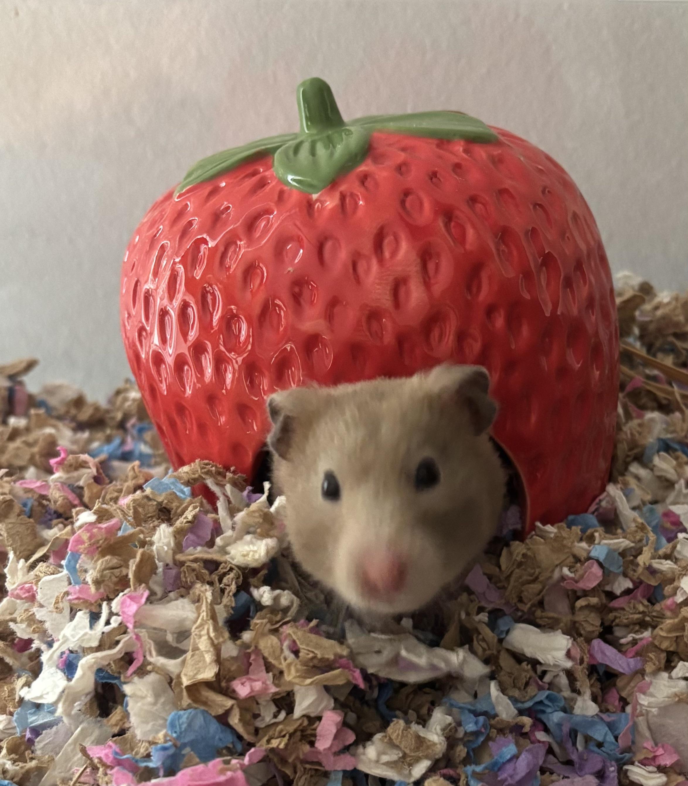 Enlarge Katie, an adopted Hamster in Paramus, NJ image 2/2