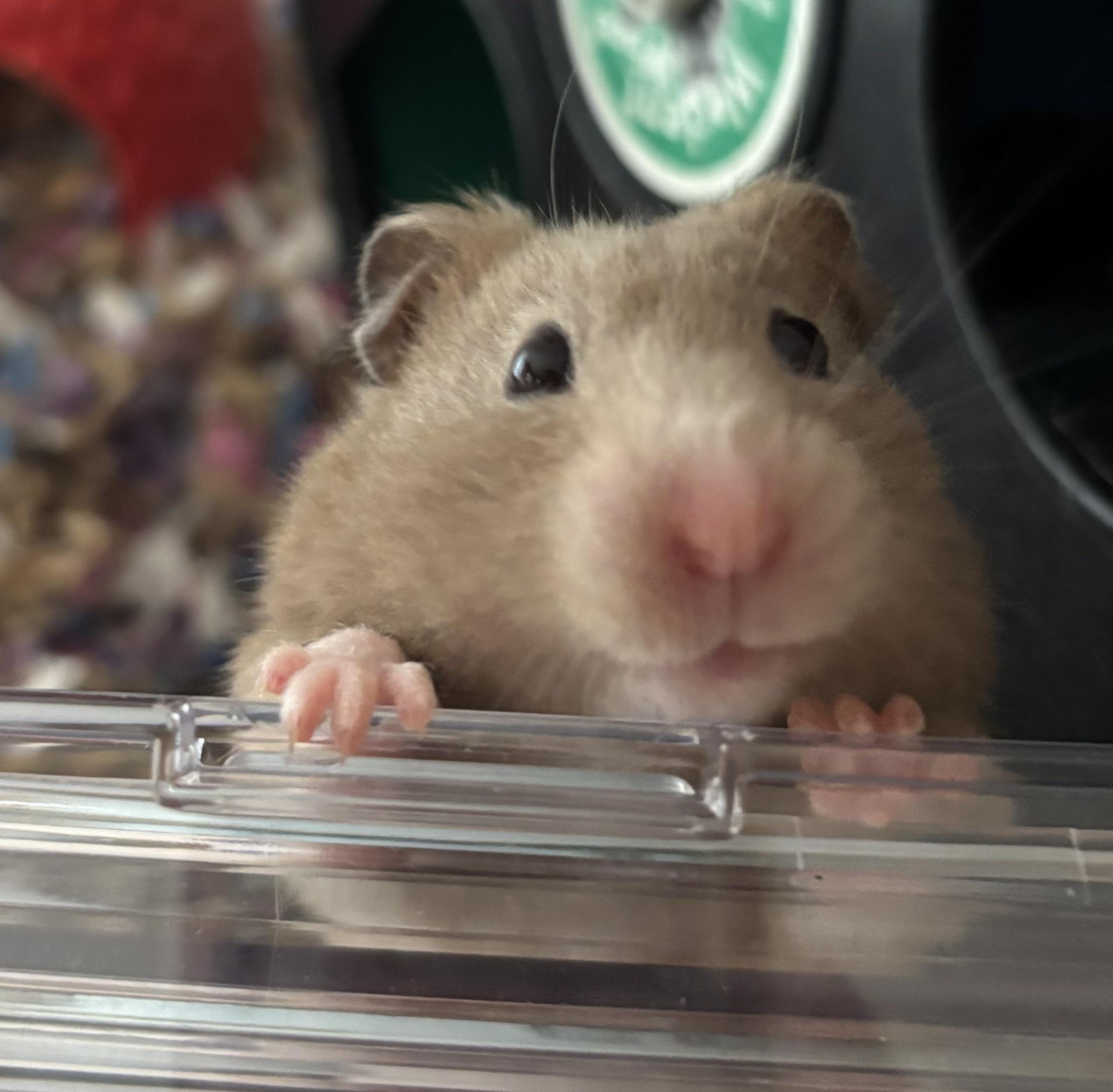 Katie, adopted, Young Female Hamster.