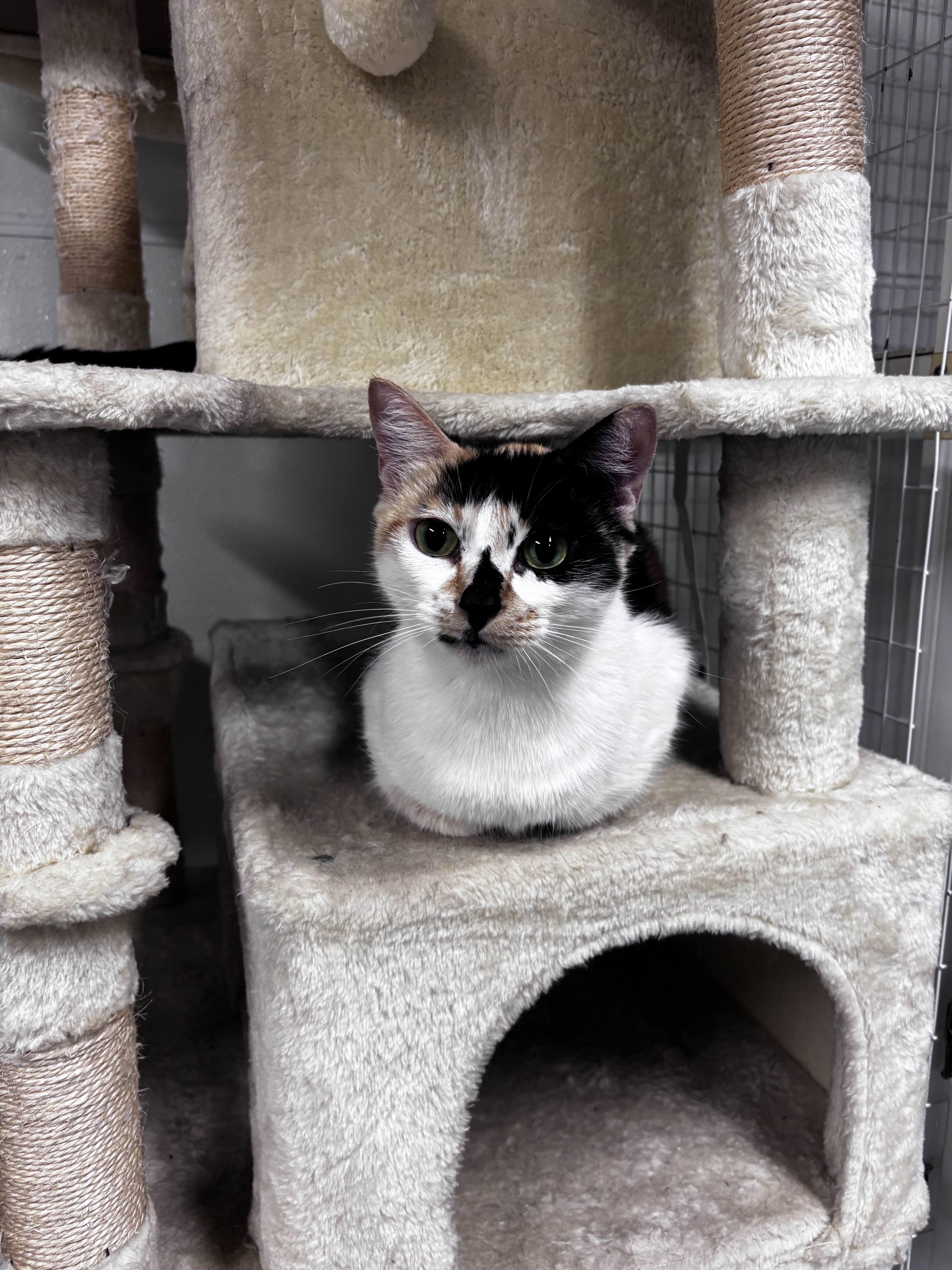 Lily, a Adoptable Domestic Short Hair in San Luis Obispo, CA image 3/4