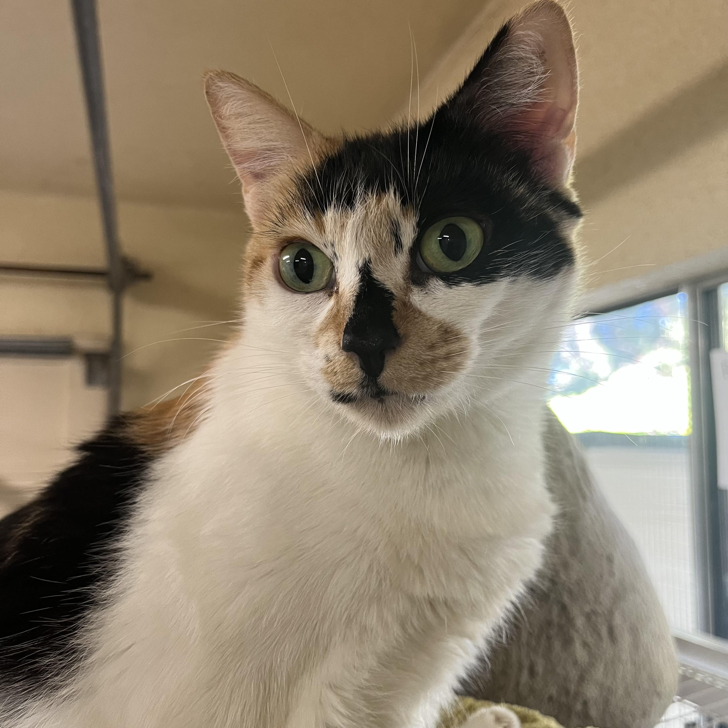 Lily (bonded with Maya), adoptable, Adult Female Domestic Short Hair.