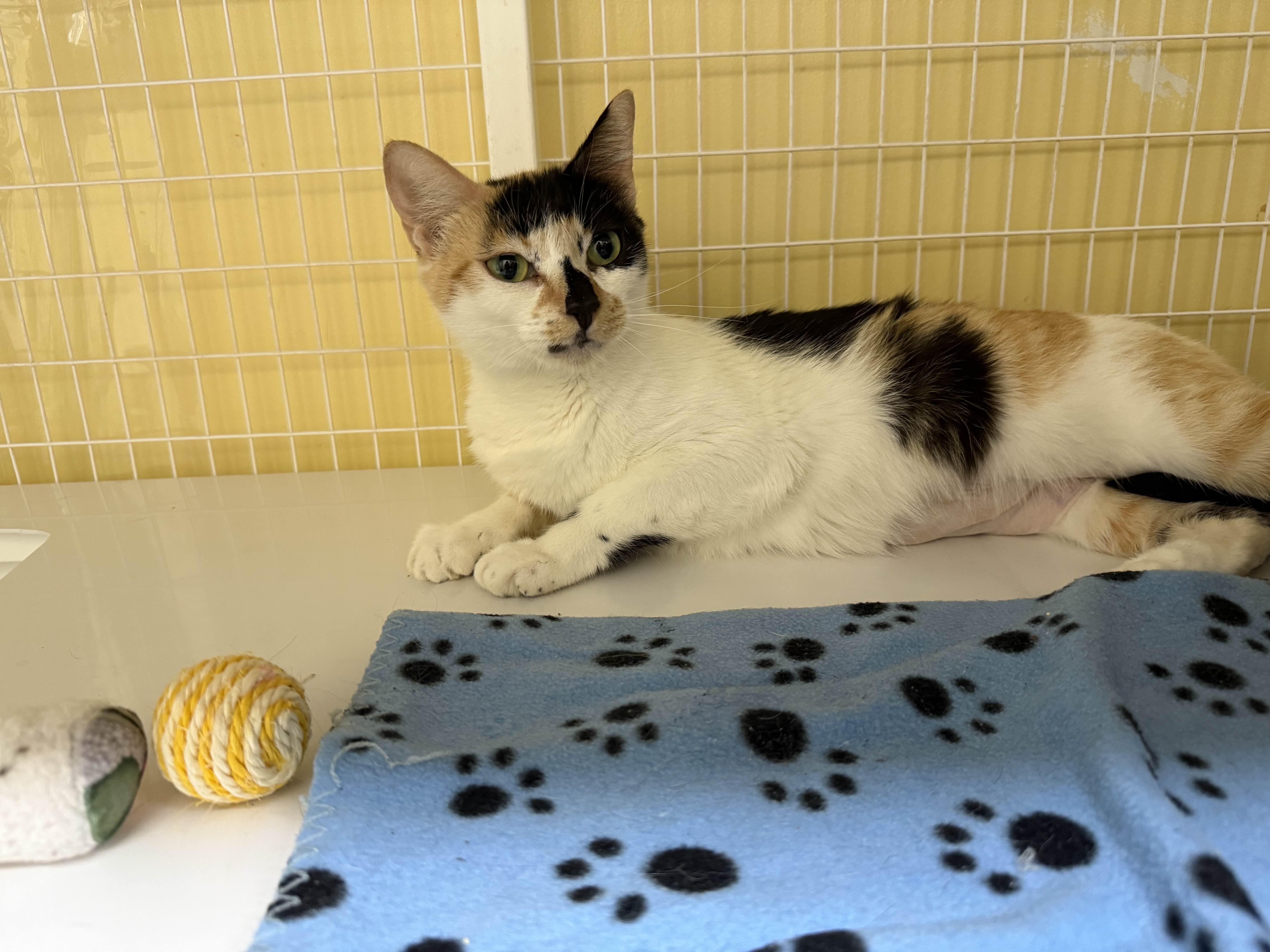 Lily, a Adoptable Domestic Short Hair in San Luis Obispo, CA image 2/4