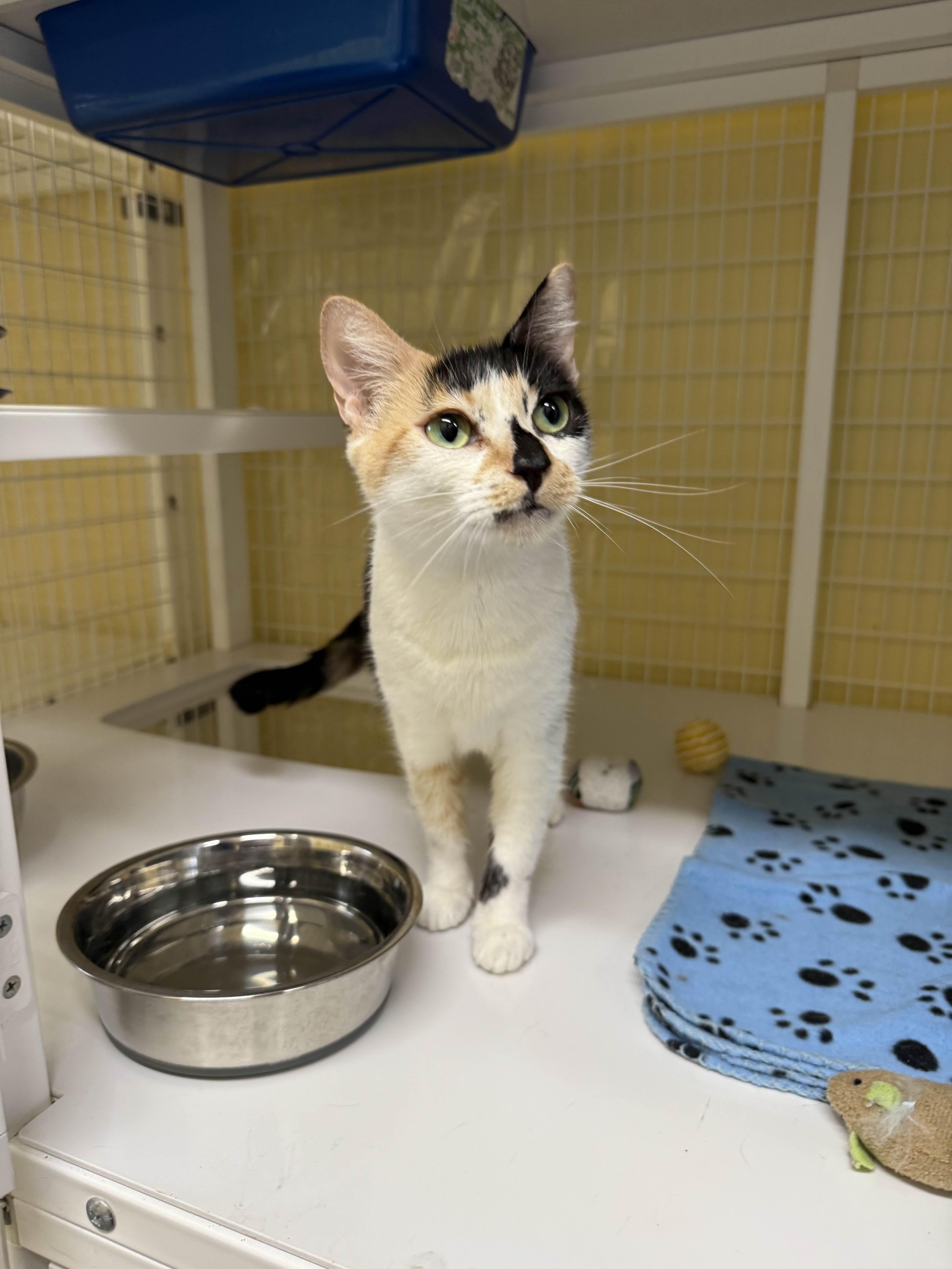 Lily, a Adoptable Domestic Short Hair in San Luis Obispo, CA image 4/4