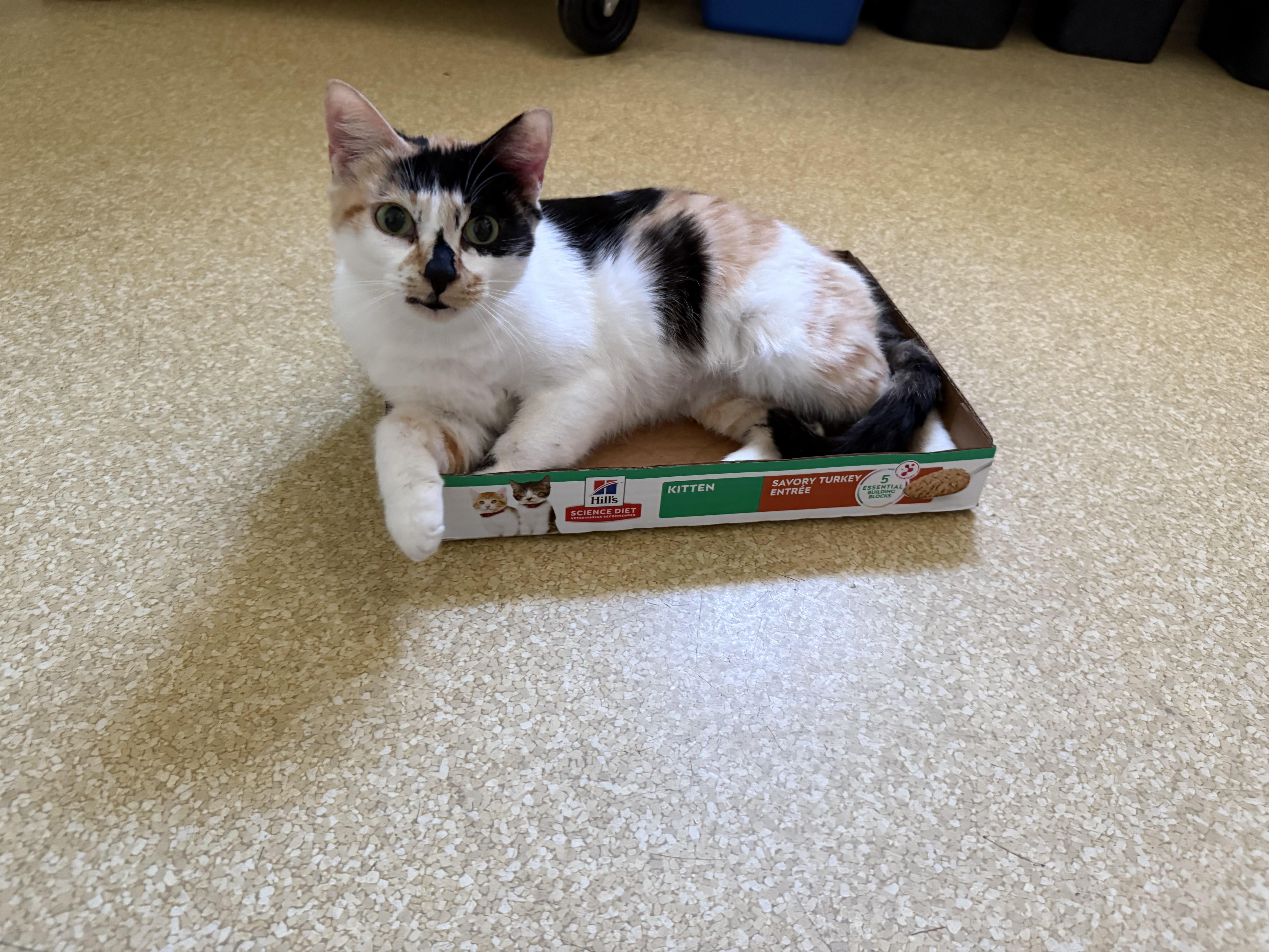 Lily, adoptable, Adult Female Domestic Short Hair.