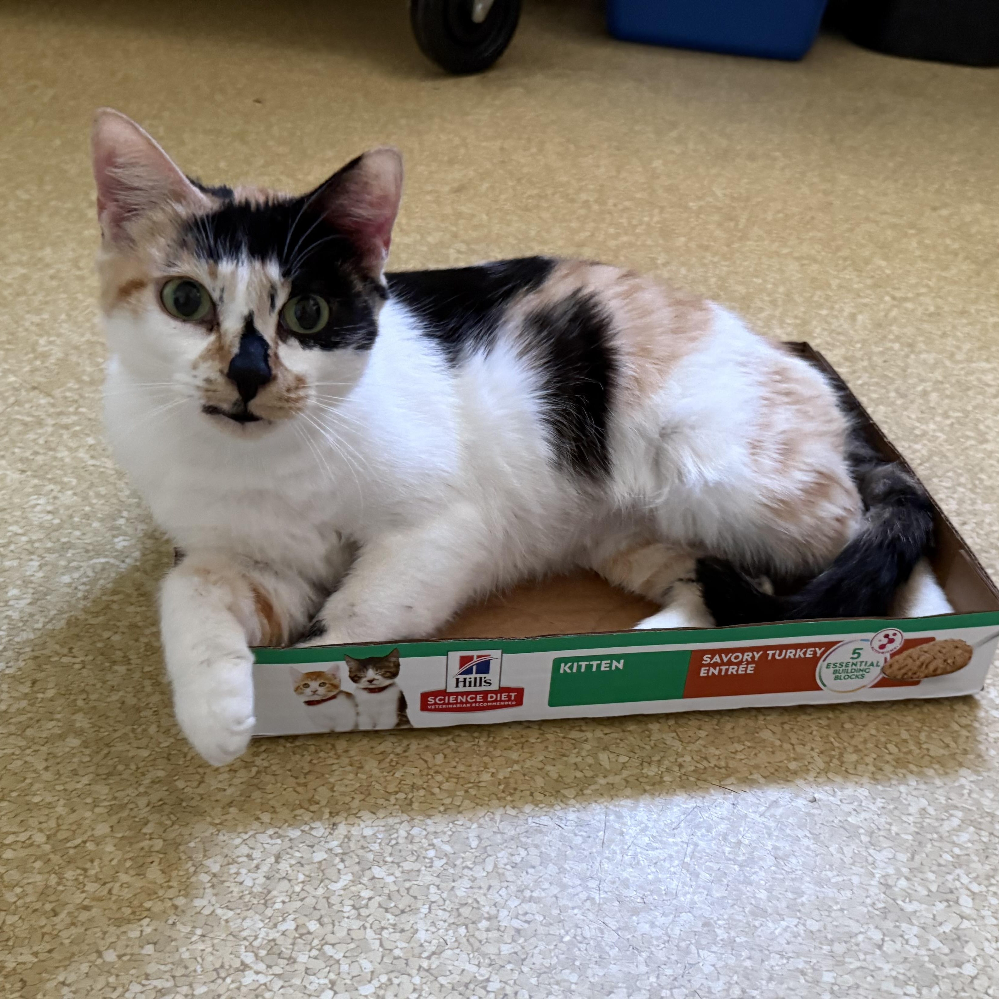 Enlarge Lily (bonded with Maya), an adoptable Domestic Short Hair in San Luis Obispo, CA image 2/5