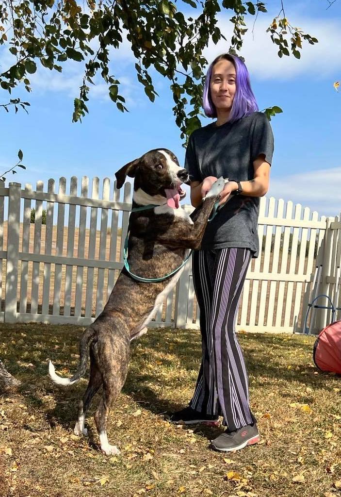 Bojack, Adoptable, Young Male Mixed Breed.