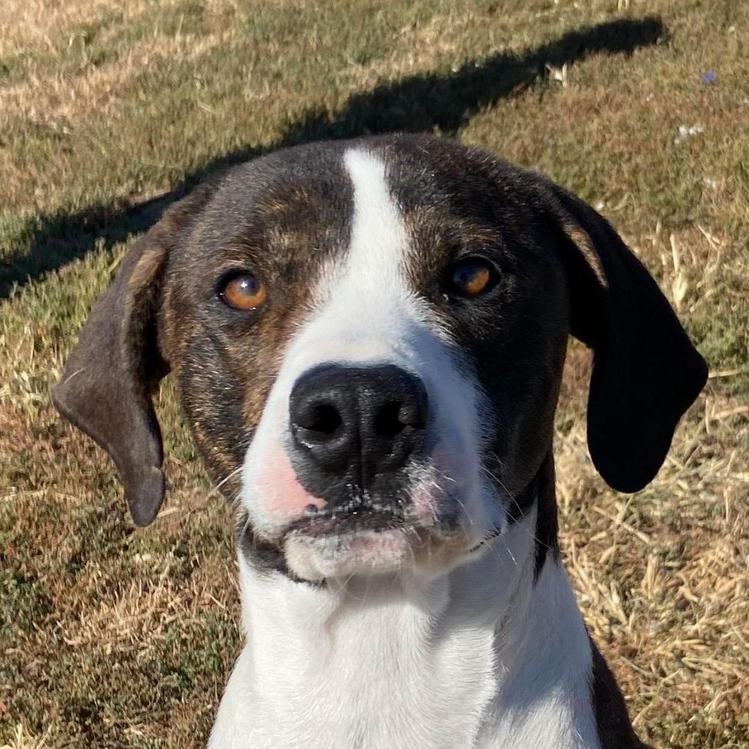 Bojack, a Adoptable Mixed Breed in Auburn, NE image 2/8