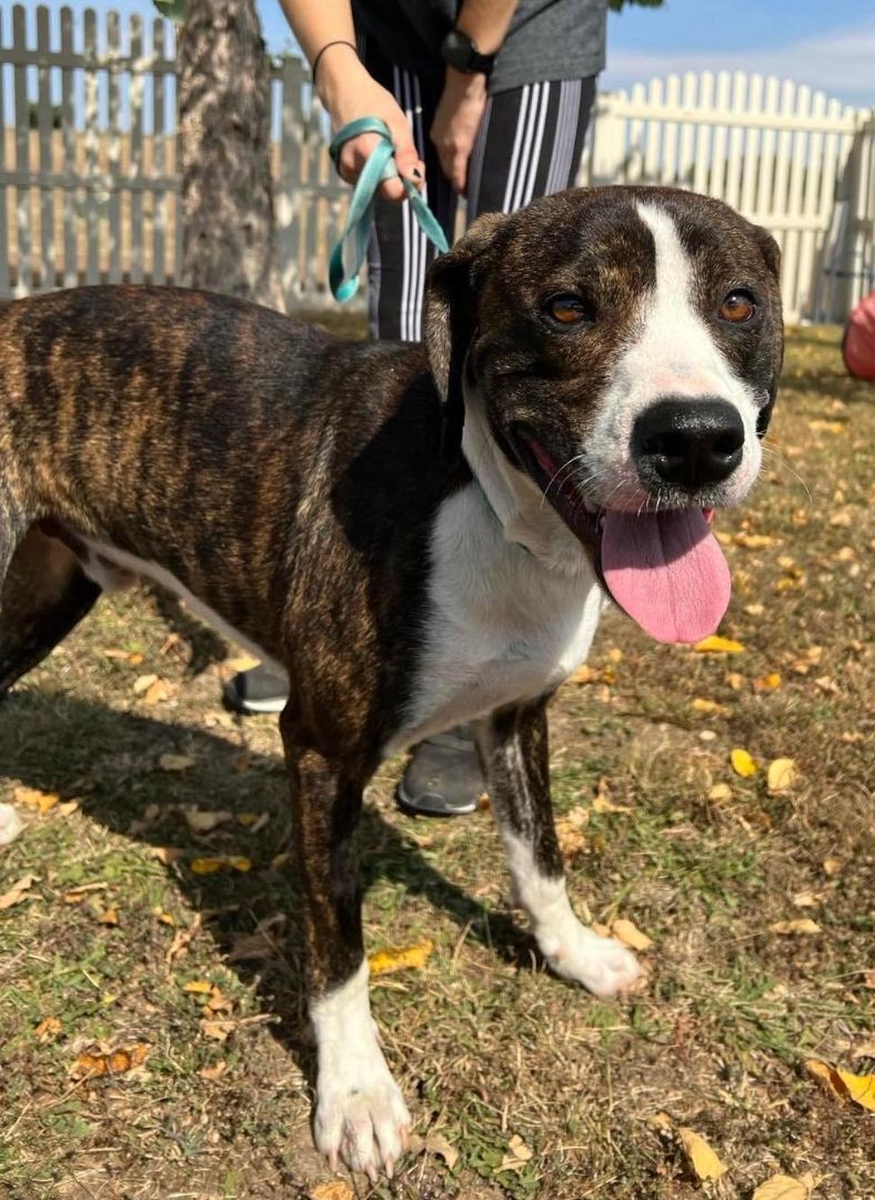 Bojack, a Adoptable Mixed Breed in Auburn, NE image 3/8