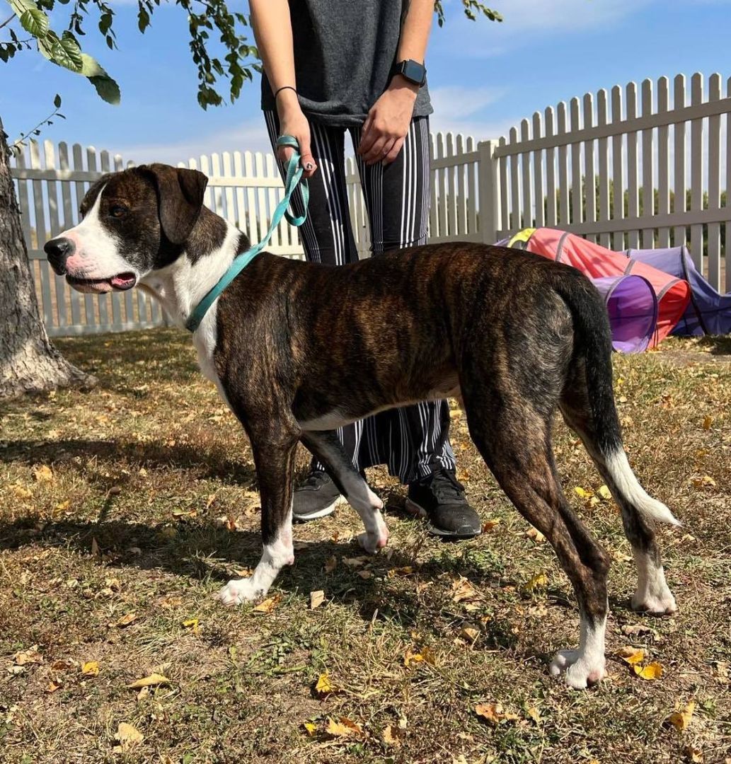 Bojack, a Adoptable Mixed Breed in Auburn, NE image 4/8