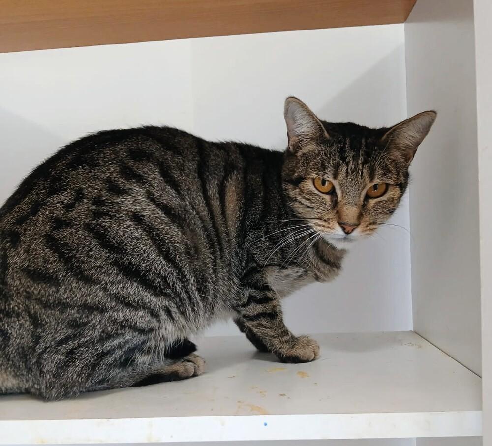 Enlarge Kona, a Adoptable Domestic Short Hair in Thatcher, AZ image 1/1