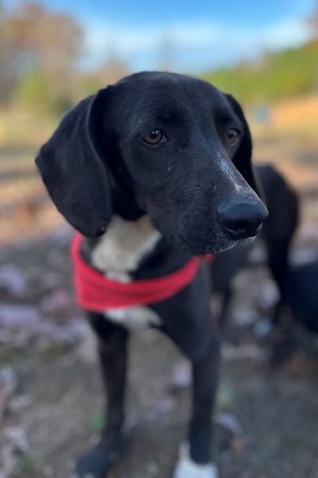 Elle, ADOPTABLE, Adult Female Mixed Breed.