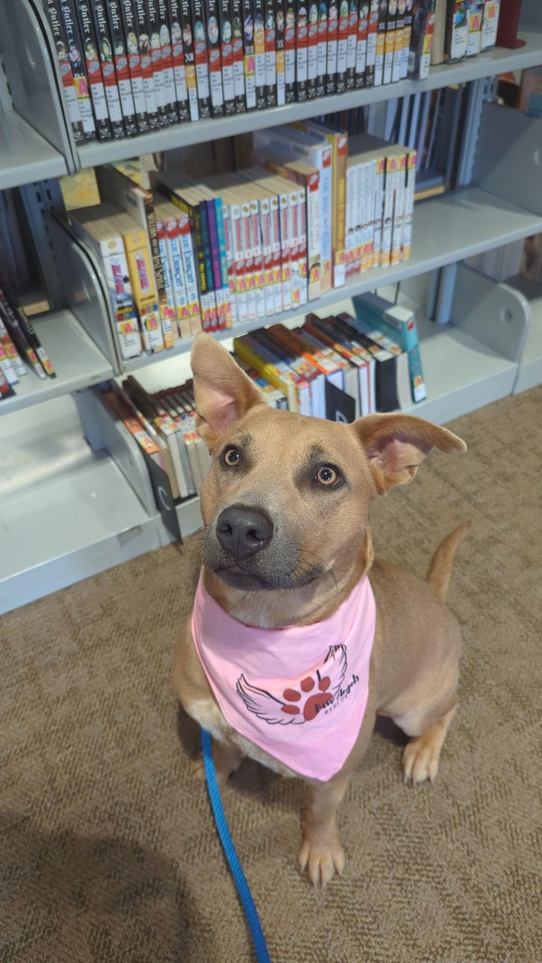 Serena, Adoptable, Young Female Mixed Breed.