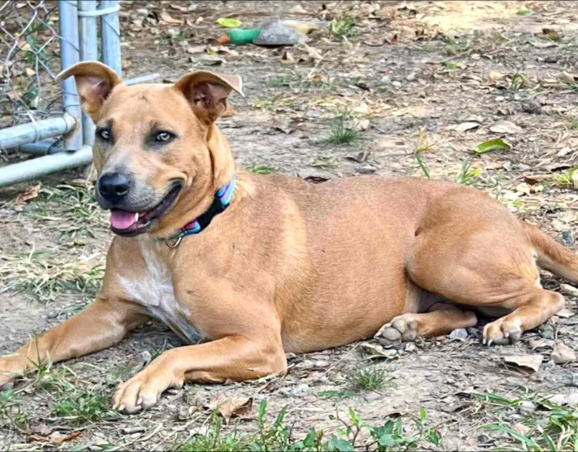 Enlarge Serena, a Adoptable Mixed Breed in Calhoun, GA image 2/3