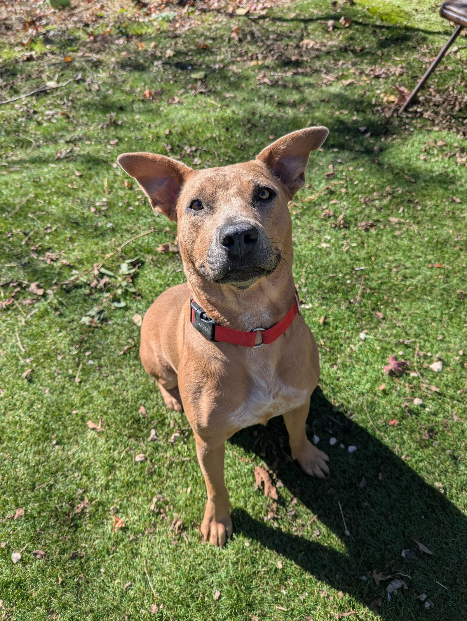 Enlarge Serena, a Adoptable Mixed Breed in Calhoun, GA image 3/3