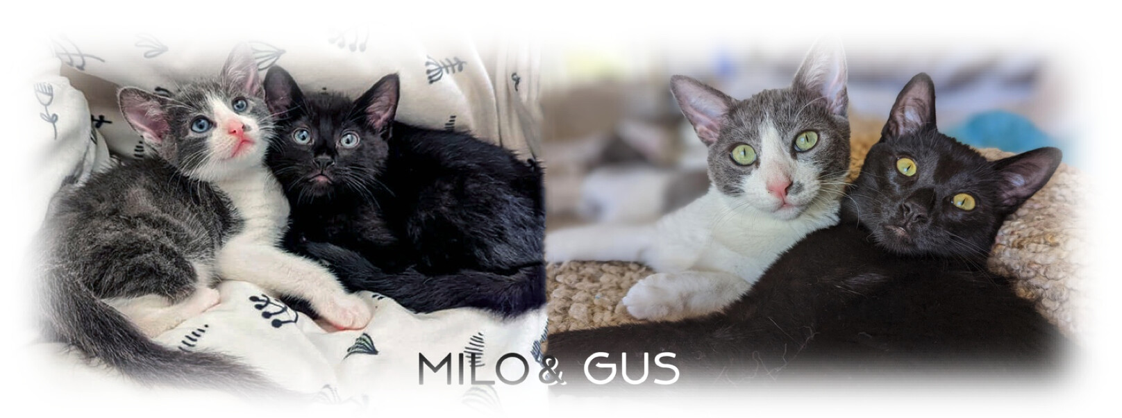 Brothers Milo & Gus!, Adopted, Young Male Domestic Short Hair.