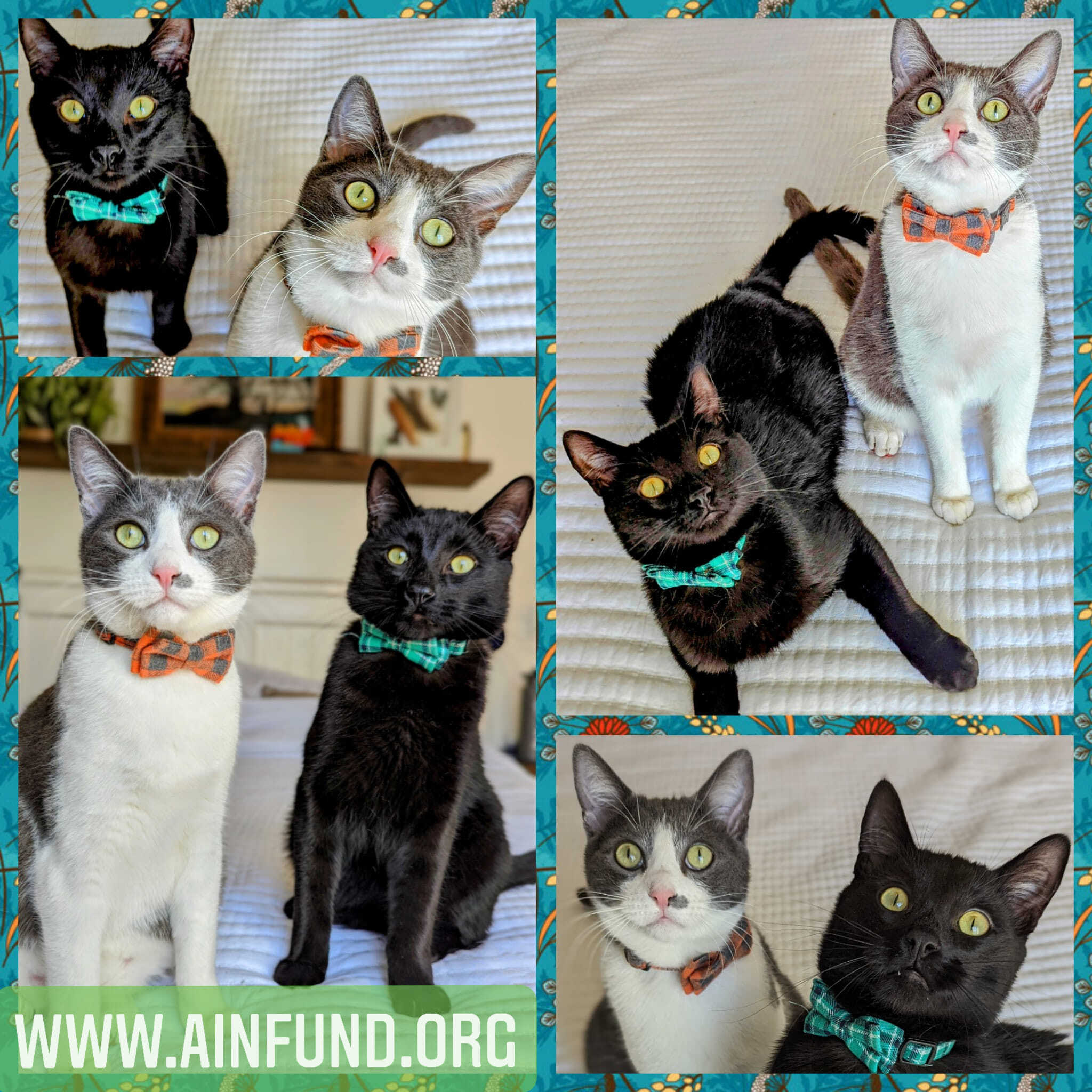 Brothers Milo & Gus!, a Adopted Domestic Short Hair in Nipomo, CA image 2/7