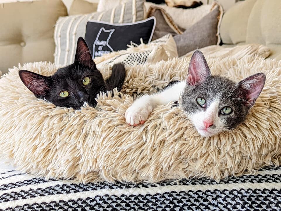 Brothers Milo & Gus!, a Adopted Domestic Short Hair in Nipomo, CA image 3/7