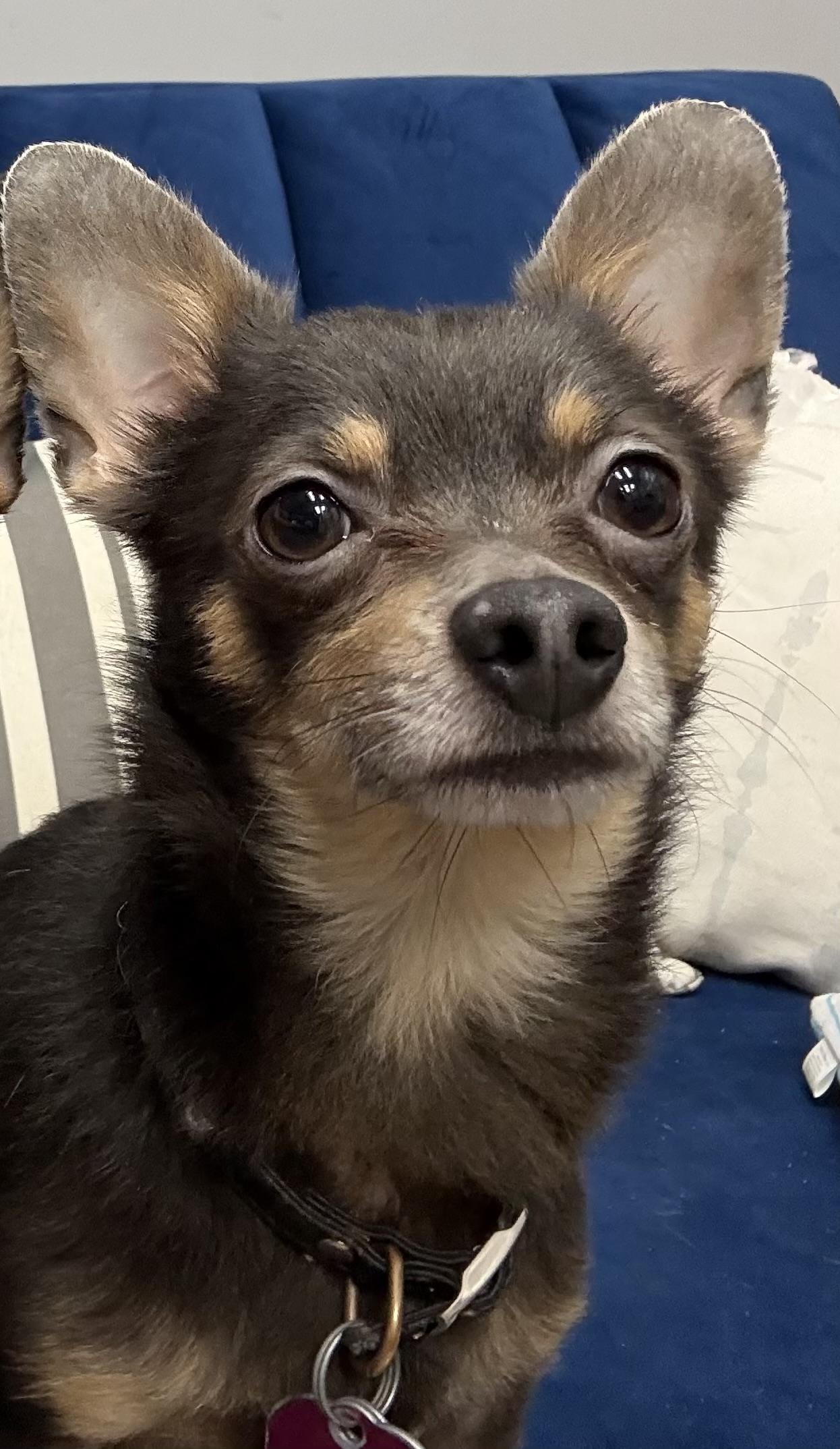 Enlarge Sonny, an adopted Chihuahua in Owensboro, KY image 1/1