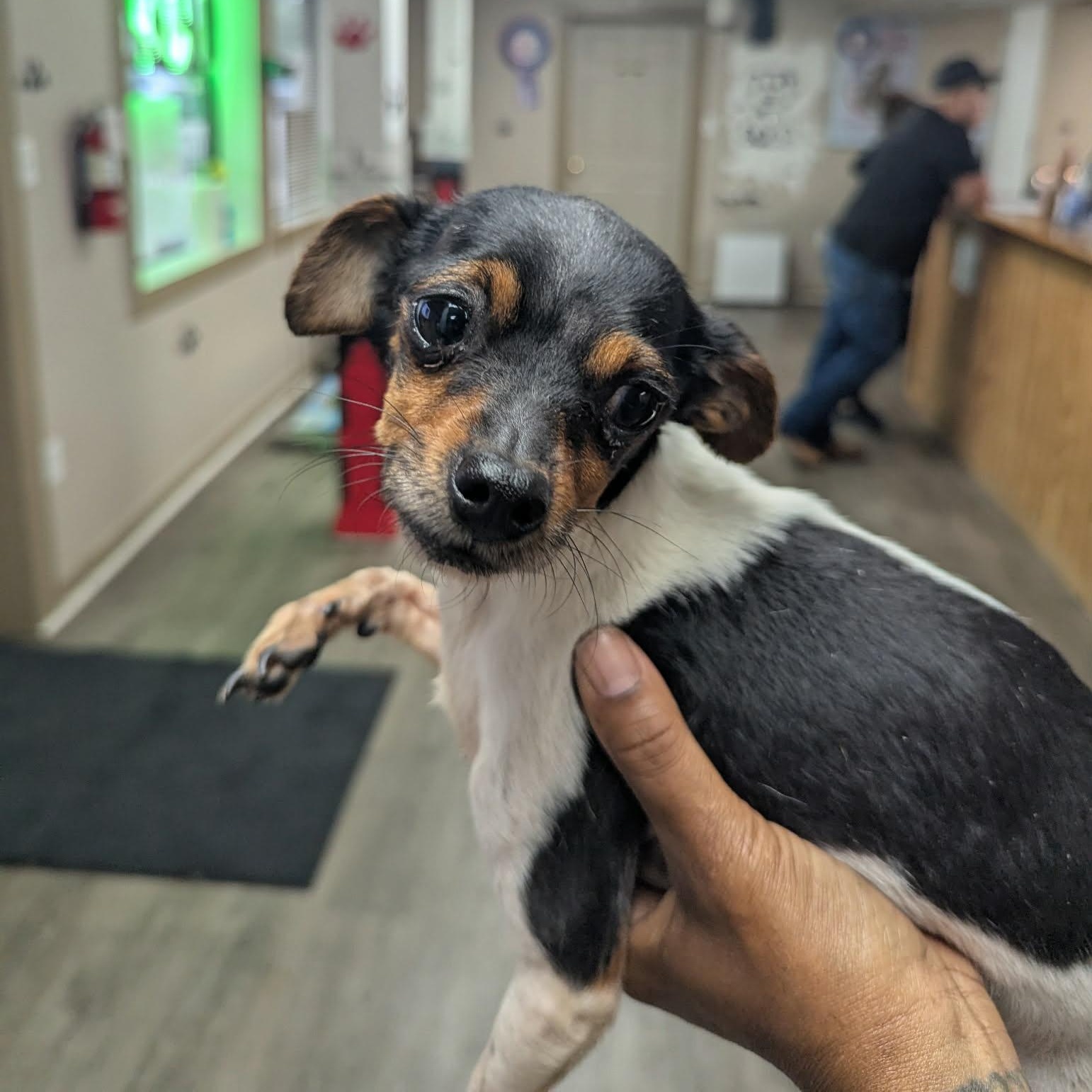 Enlarge Smurf, an adopted mixed breed in Williston, VT image 3/5