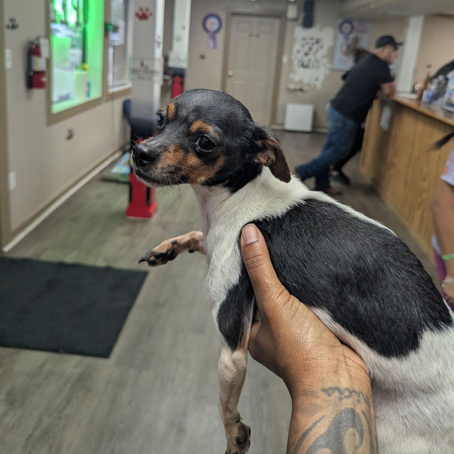 Enlarge Smurf, an adopted mixed breed in Williston, VT image 4/5