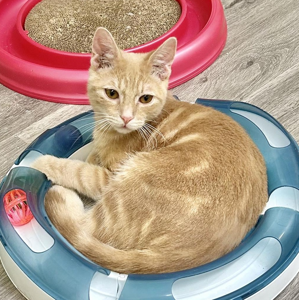 Enlarge Louie, an adopted Domestic Short Hair in Santa Monica, CA image 1/3