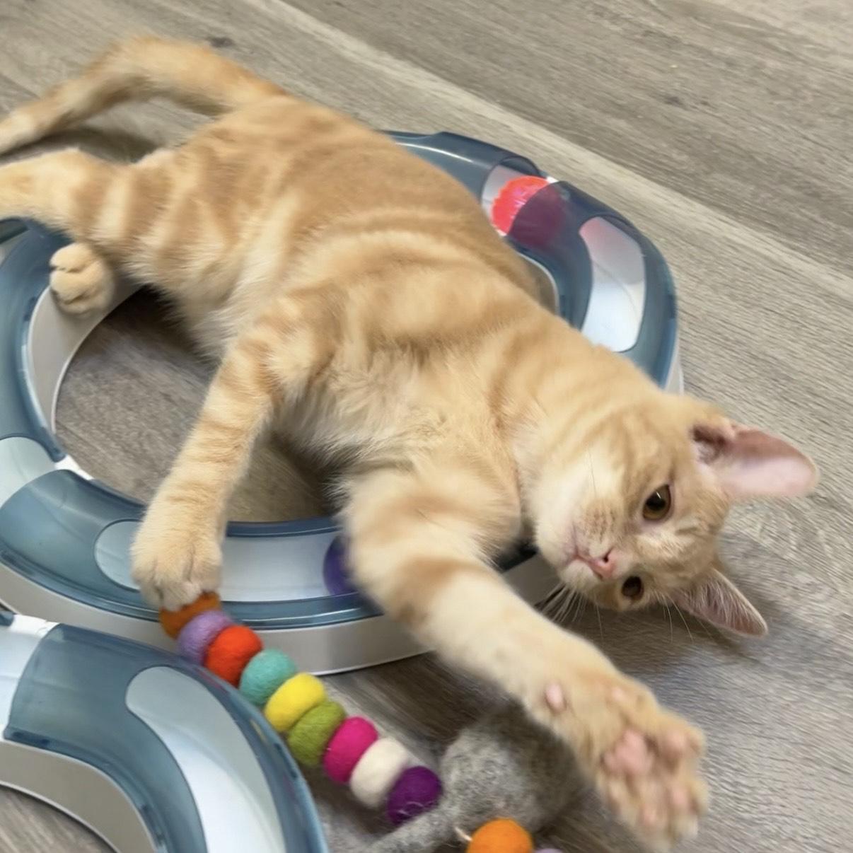 Enlarge Louie, an adopted Domestic Short Hair in Santa Monica, CA image 3/3