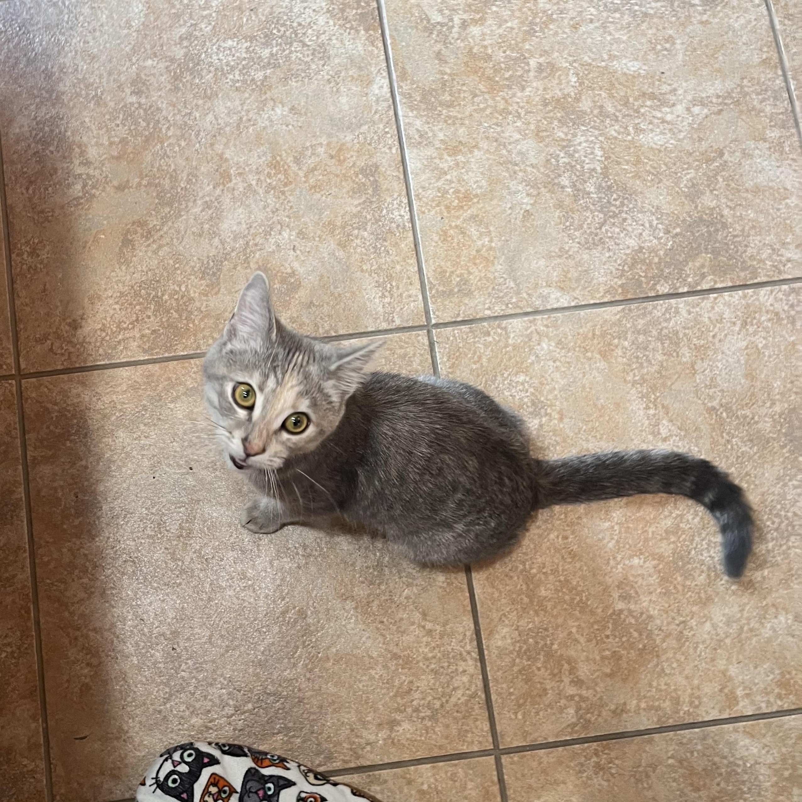 Minnow, Adopted, Young Female Domestic Short Hair.