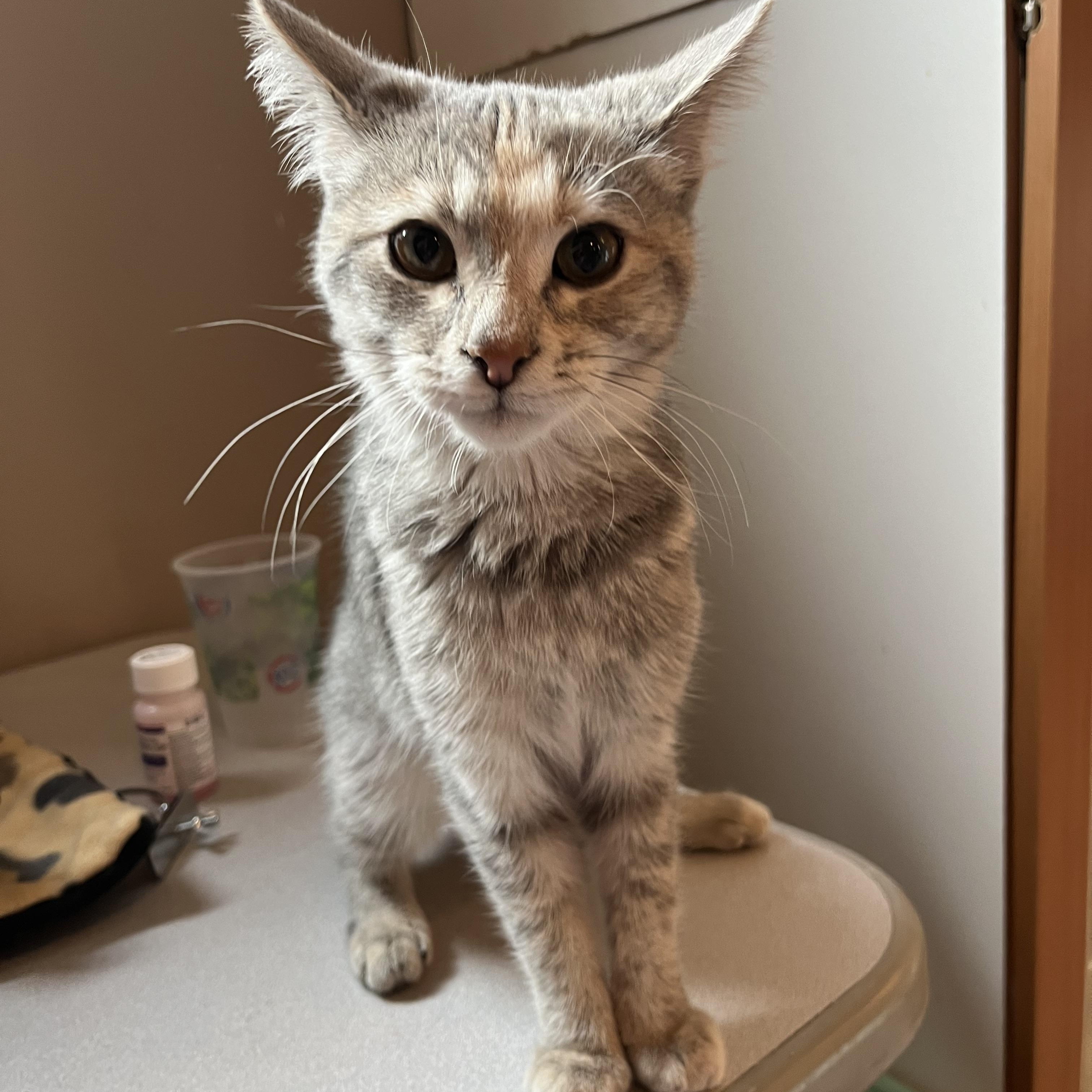 Enlarge Minnow, a Adopted Domestic Short Hair in Xenia, OH image 2/6