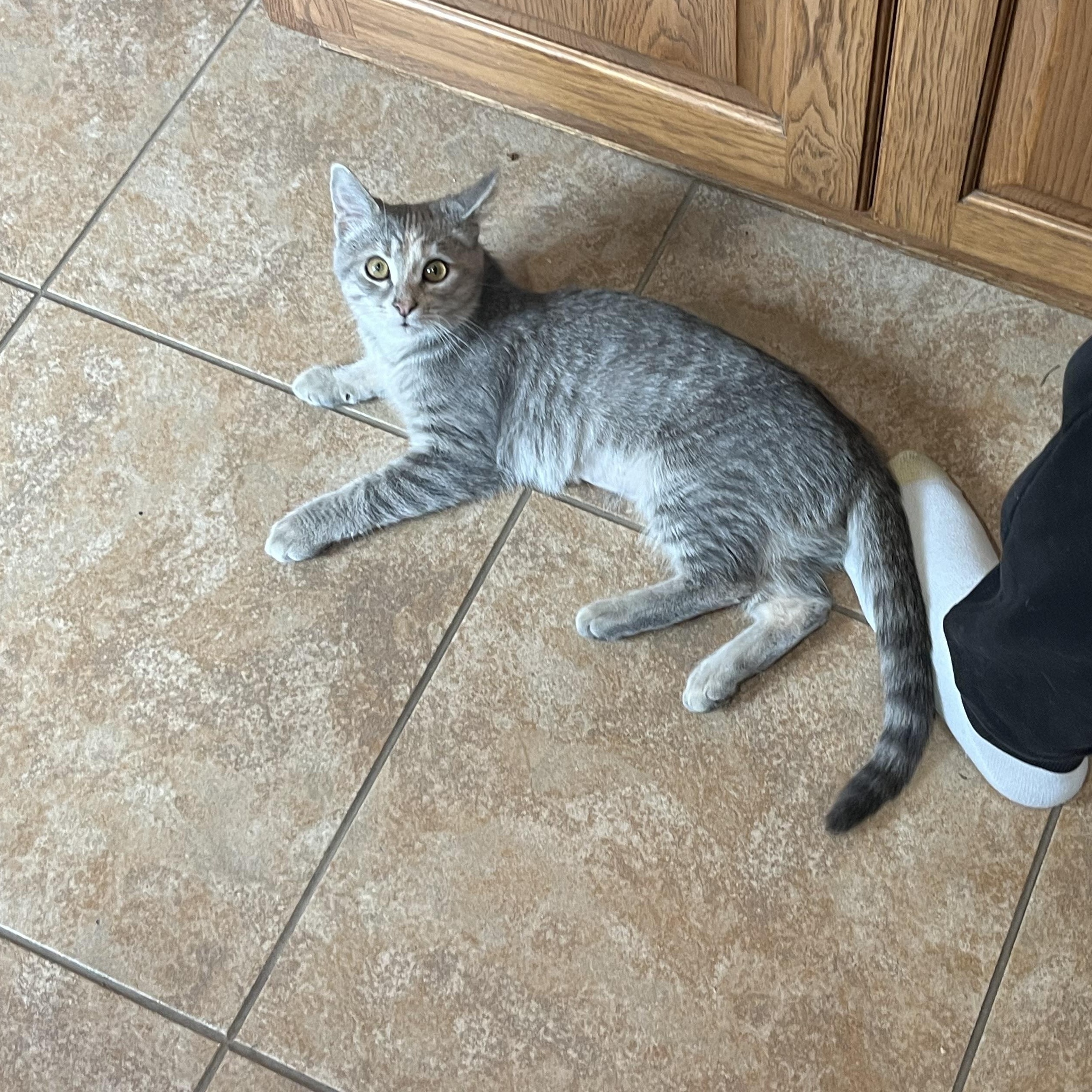 Enlarge Minnow, a Adopted Domestic Short Hair in Xenia, OH image 3/6