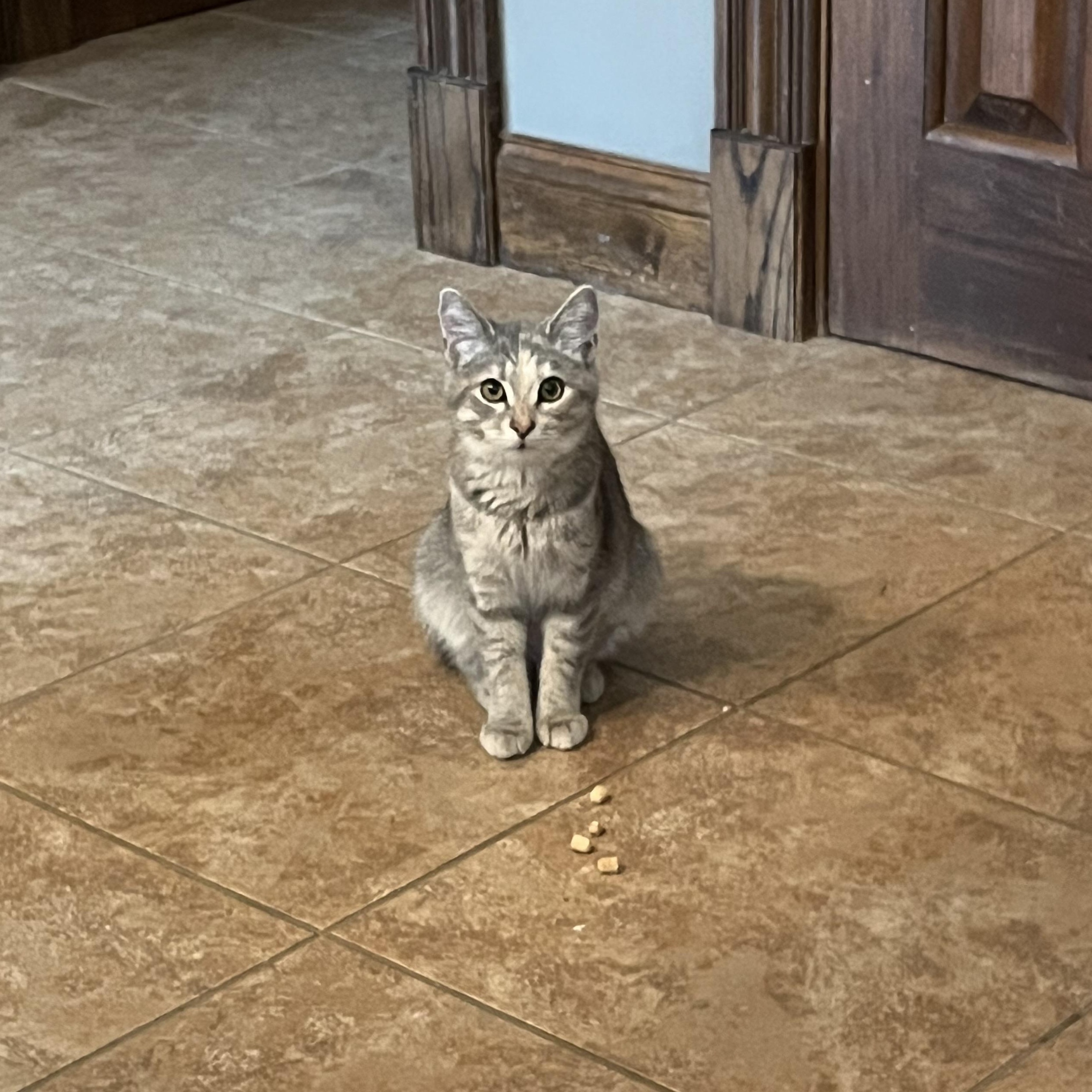 Enlarge Minnow, a Adopted Domestic Short Hair in Xenia, OH image 4/6