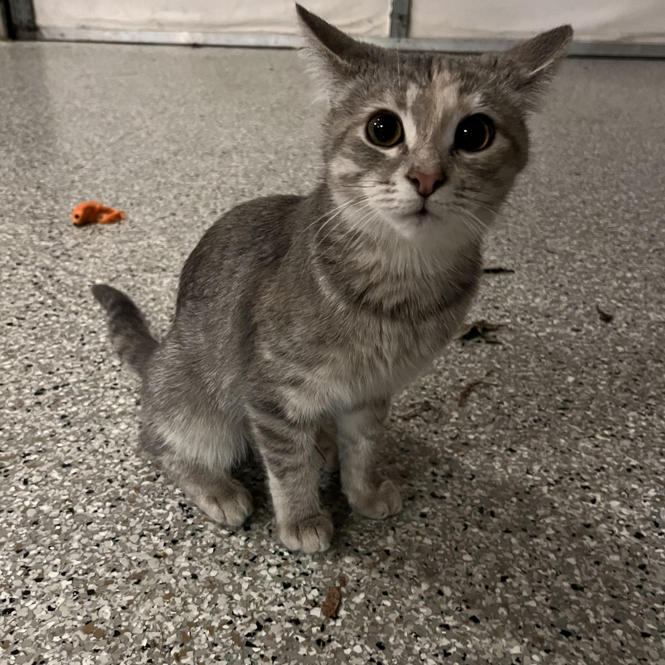 Enlarge Minnow, a Adopted Domestic Short Hair in Xenia, OH image 5/6