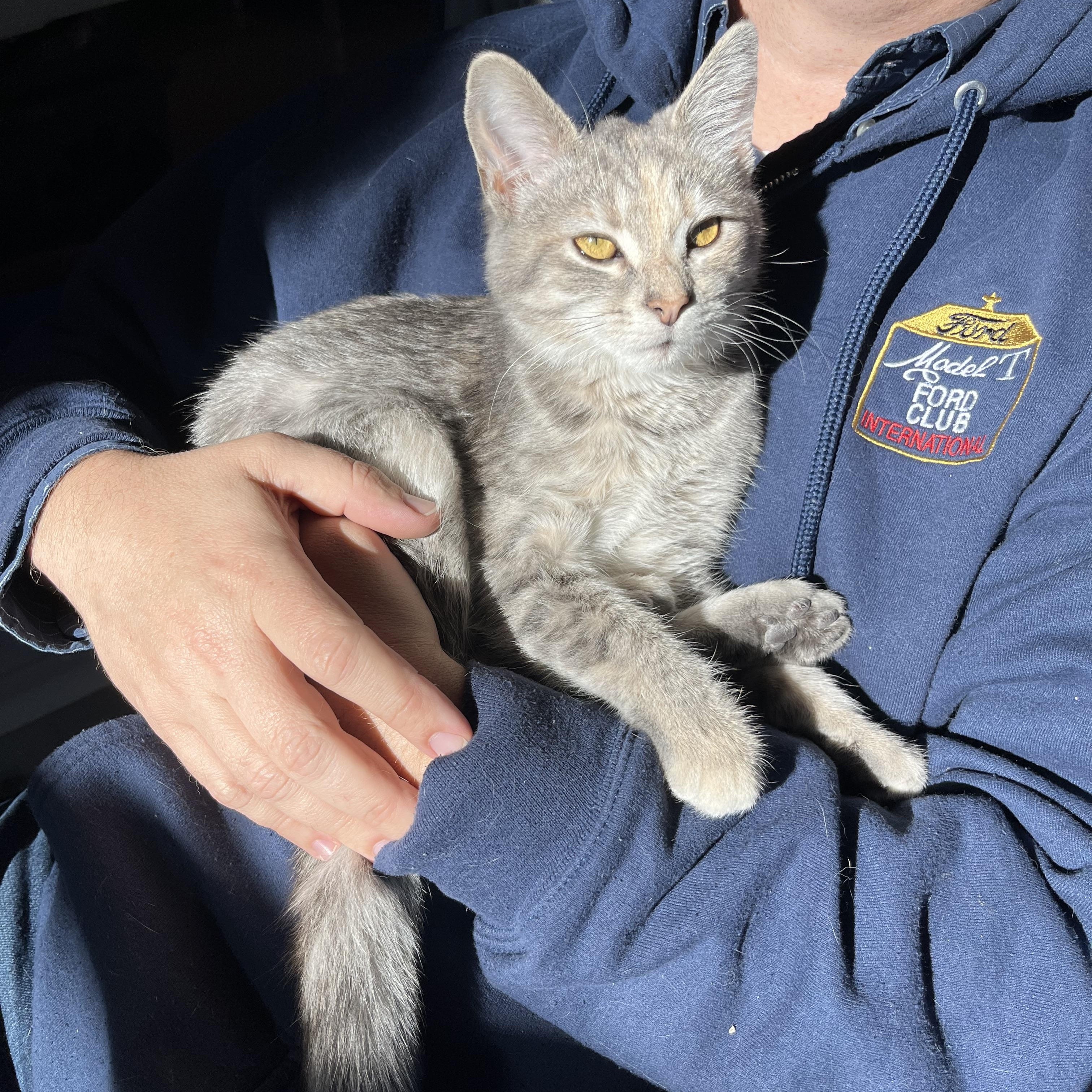 Enlarge Minnow, a Adopted Domestic Short Hair in Xenia, OH image 6/6