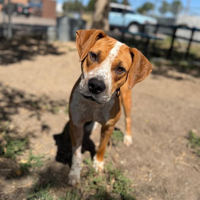 Enlarge WINN DIXIE, a Adoptable English Coonhound in Aurora, CO image 1/1