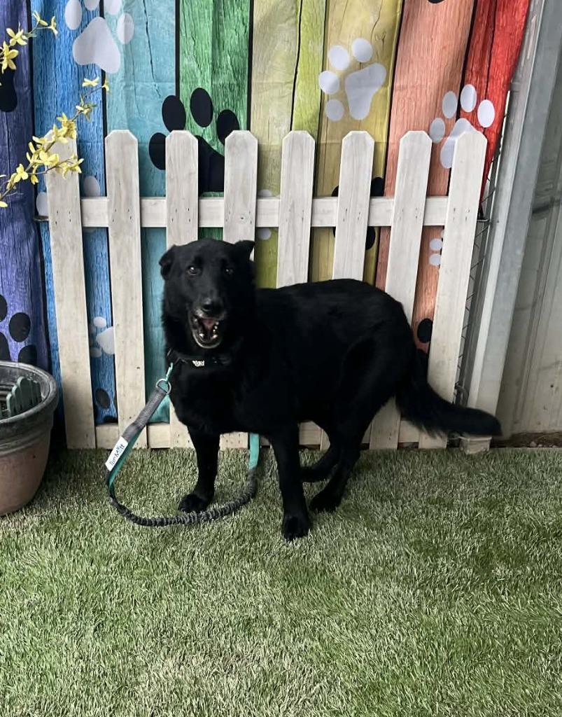 Enlarge Gracie, a Adoptable German Shepherd Dog in Newman, CA image 3/4