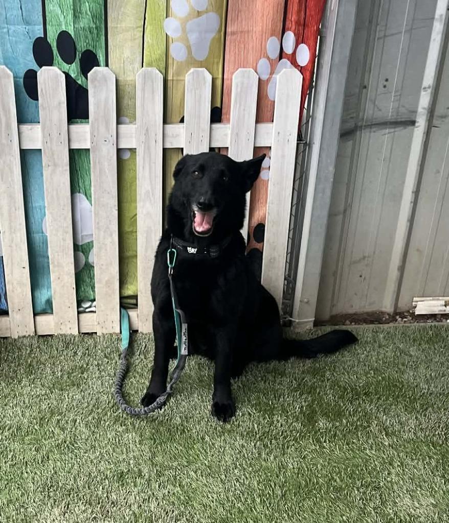 Enlarge Gracie, a Adoptable German Shepherd Dog in Newman, CA image 4/4