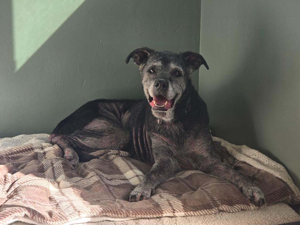 Enlarge Buddy, a Adoptable Labrador Retriever in El Cajon, CA image 2/6