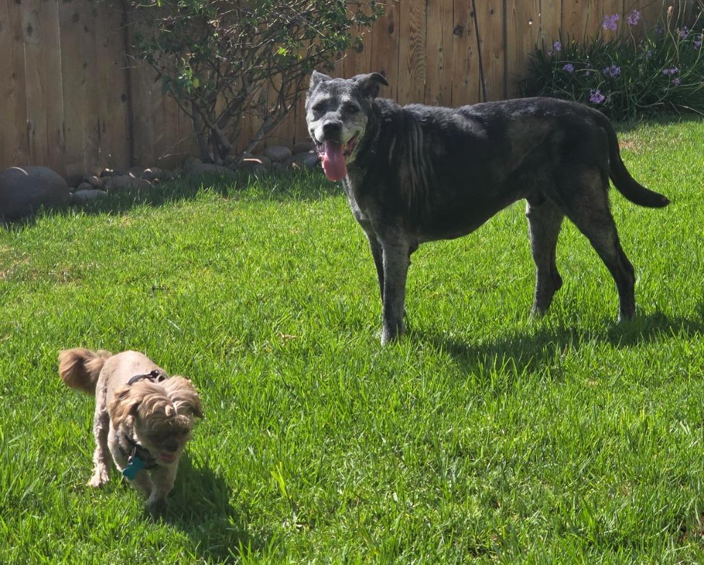 Enlarge Buddy, a Adoptable Labrador Retriever in El Cajon, CA image 6/6