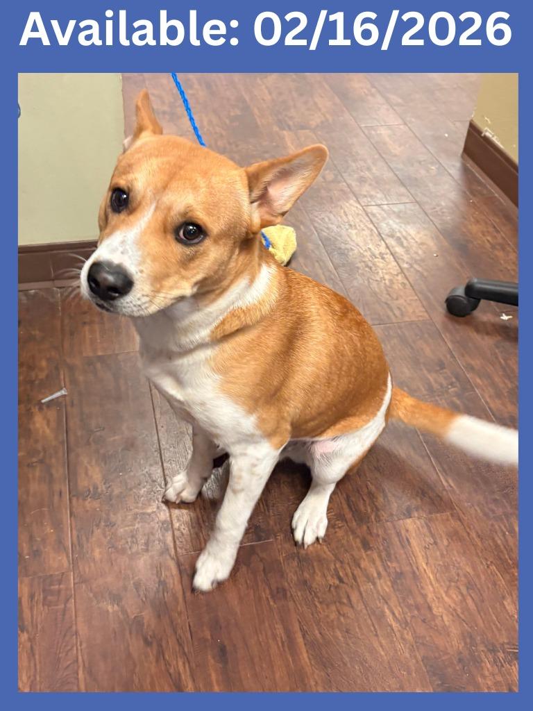 Dog Kennel #13 Kinsler, Adoptable, Young Male Basenji & Mixed Breed.