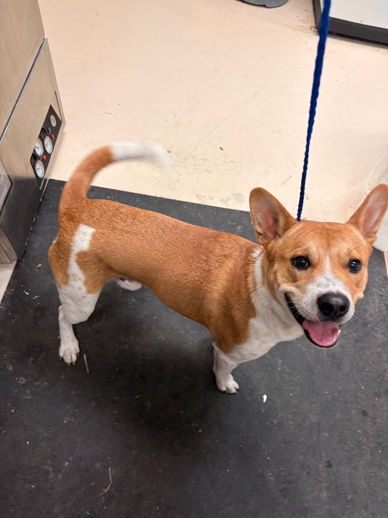 Enlarge Dog Kennel #13 Kinsler, a Adoptable mixed breed in Greenville, TX image 2/4