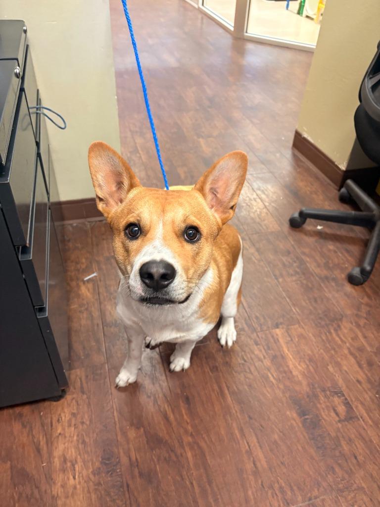 Enlarge Dog Kennel #13 Kinsler, a Adoptable mixed breed in Greenville, TX image 3/4