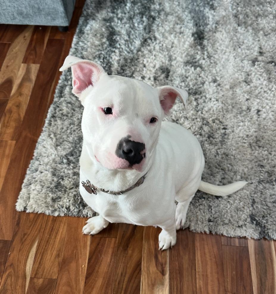 Duke, a Adoptable mixed breed in Rochester, NY image 2/4