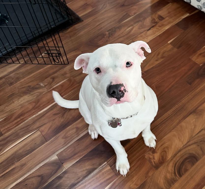 Duke, a Adoptable mixed breed in Rochester, NY image 3/4