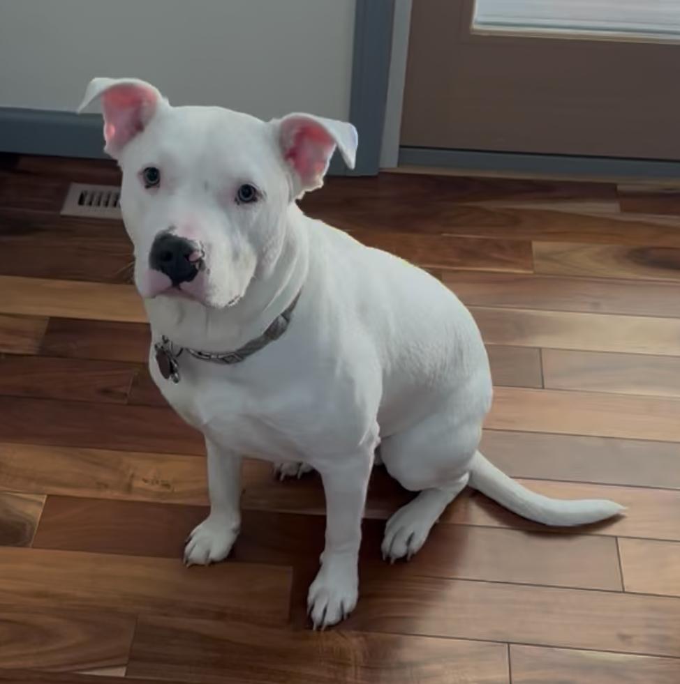 Duke, a Adoptable mixed breed in Rochester, NY image 4/4